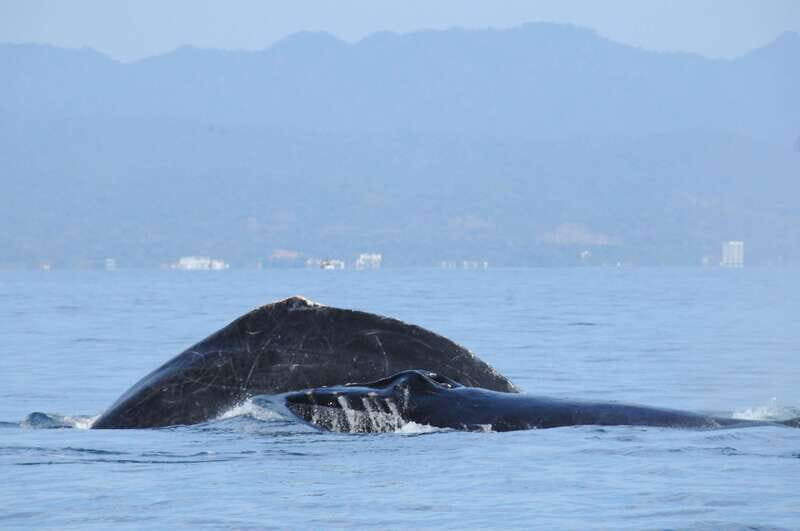 Puerto Vallarta: Humpback Whale Research Adventure Tour - FAQs