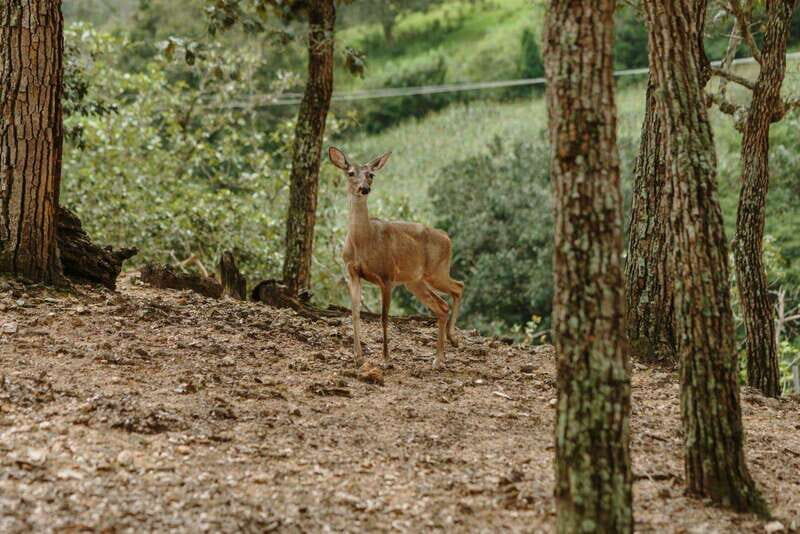 Puerto Vallarta: Jorullo Paradise Hiking Adventure - Lunch, Pool, and Relaxation Zones