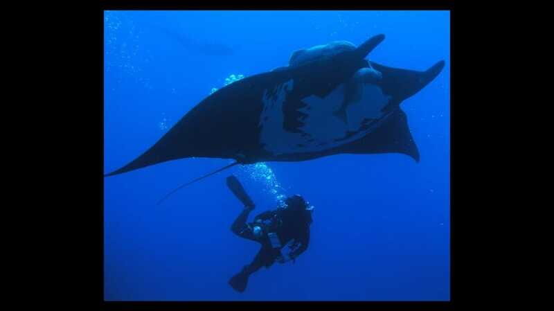 Puerto Vallarta: La Corbeñeta Underwater Exploration - Key Points