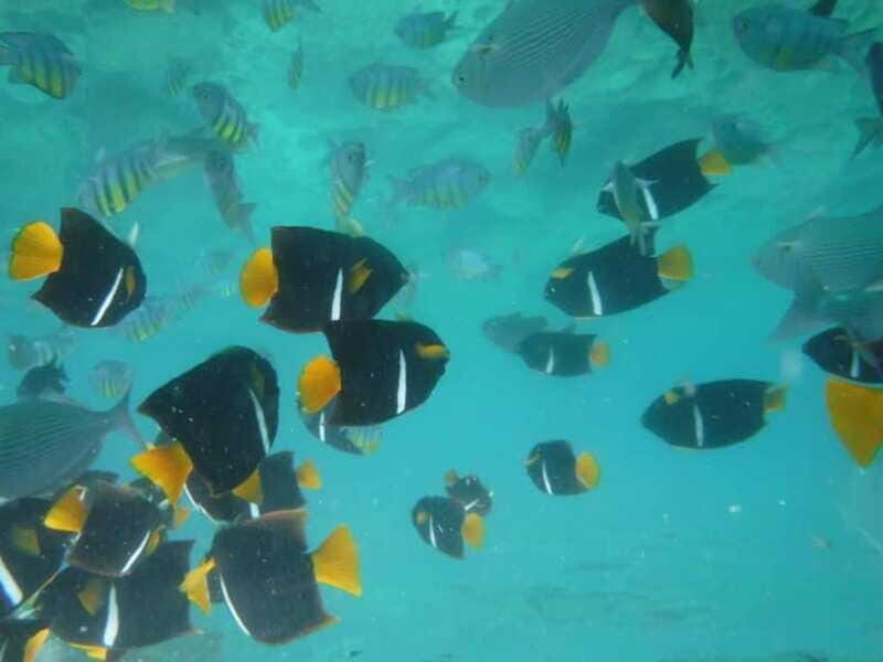 Puerto Vallarta: Los Arcos Snorkel & Beach Private Boat Tour - The Overall Value