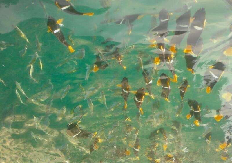 Puerto Vallarta: Los Arcos Snorkeling Tour - Introduction to the Los Arcos Snorkeling Tour