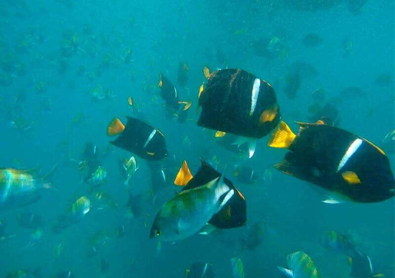 Puerto Vallarta: Private Sail, Snorkel and Beach - Whats Included and Whats Not