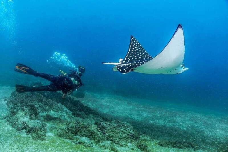 Puerto Vallarta: Scuba Dive in Las Caletas - Practical Tips for a Smooth Experience