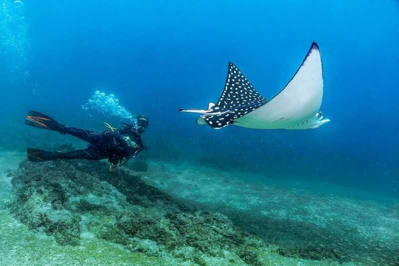 Puerto Vallarta: Scuba Dive in Las Caletas - FAQs