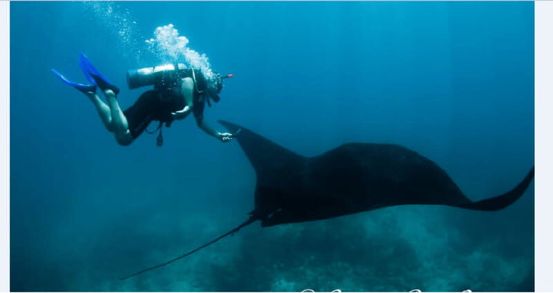 Puerto Vallarta: Scuba Diving en el Morro - Who Should Consider This Tour?