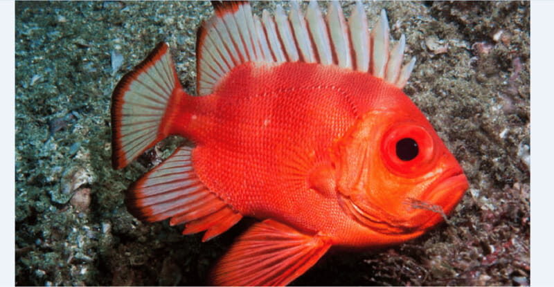 Puerto Vallarta: Scuba Diving en el Morro - FAQ