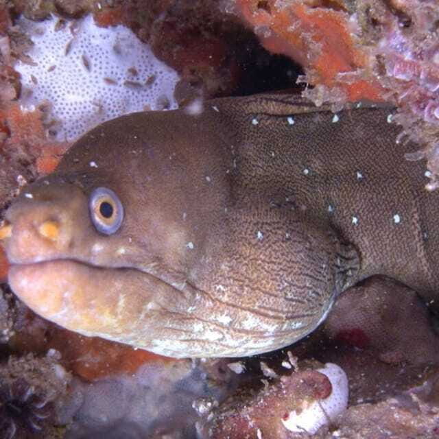 Puerto Vallarta: Scuba Diving Expedition at El Malinal - What to Expect from the Scuba Expedition at El Malinal