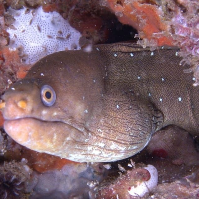 Puerto Vallarta: Scuba Diving Expedition at El Malinal - The Sum Up