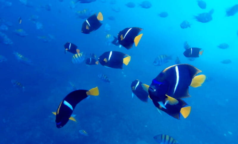 Puerto Vallarta: Snorkel Adventure at Los Arcos - Who Should Consider This Tour?