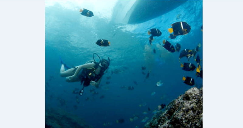 Puerto Vallarta: Underwater Wonderland at Los Arcos - Key Points