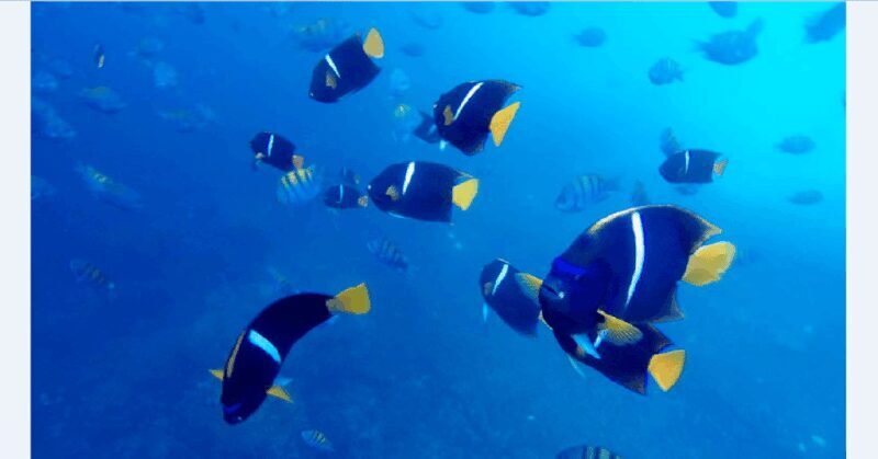 Puerto Vallarta: Underwater Wonderland at Los Arcos - The Guides & Personal Attention