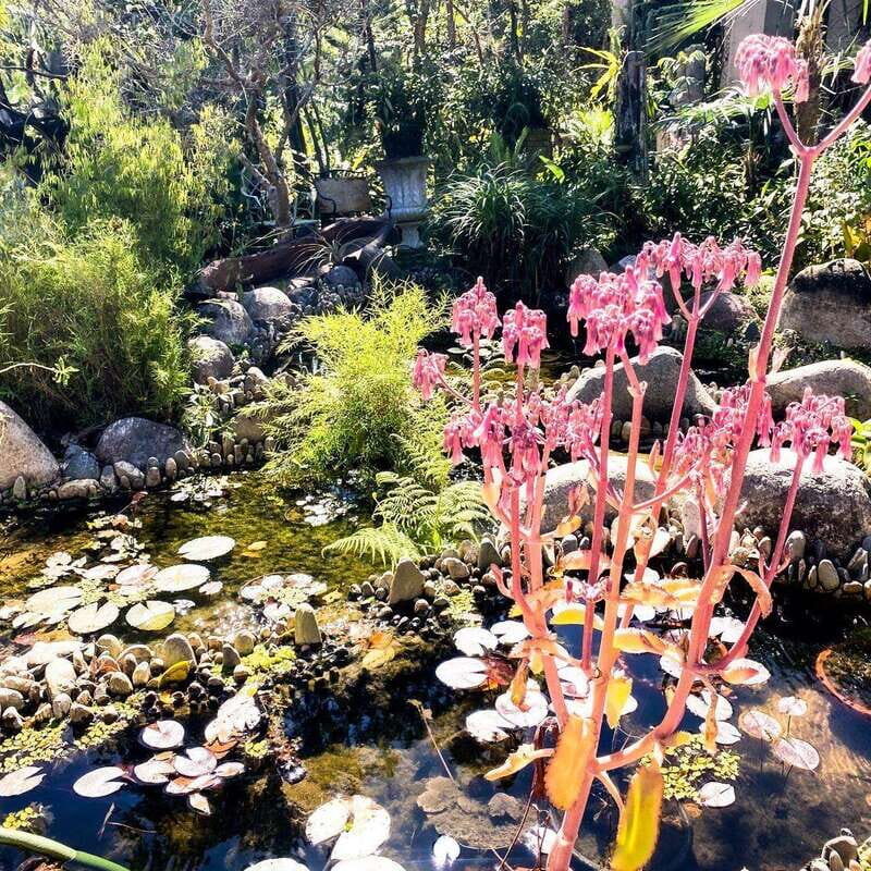 Puerto Vallarta: Vallarta's Botanical Garden by Sea or Land - What Travelers Are Saying