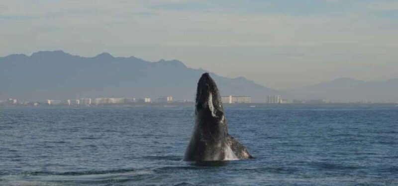Puerto Vallarta: Whale Watching Adventure Tour - Things to Consider