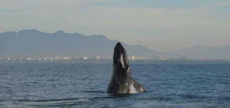 Puerto Vallarta: Whale Watching Adventure Tour - Practical Details
