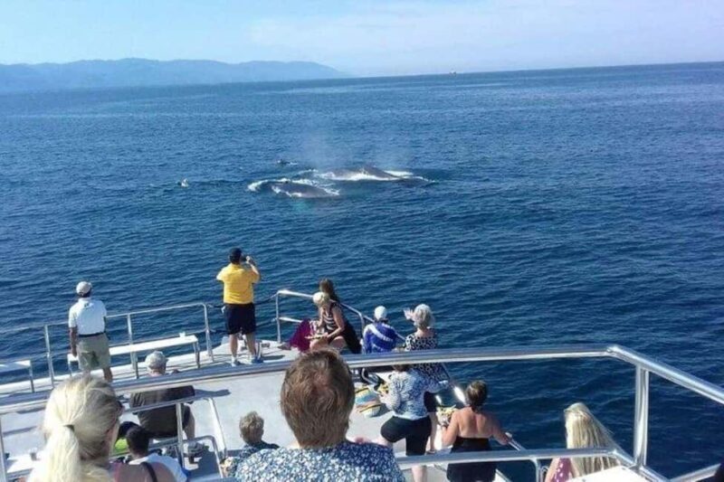Puerto Vallarta: Whale Watching Beach Bay - Key Points