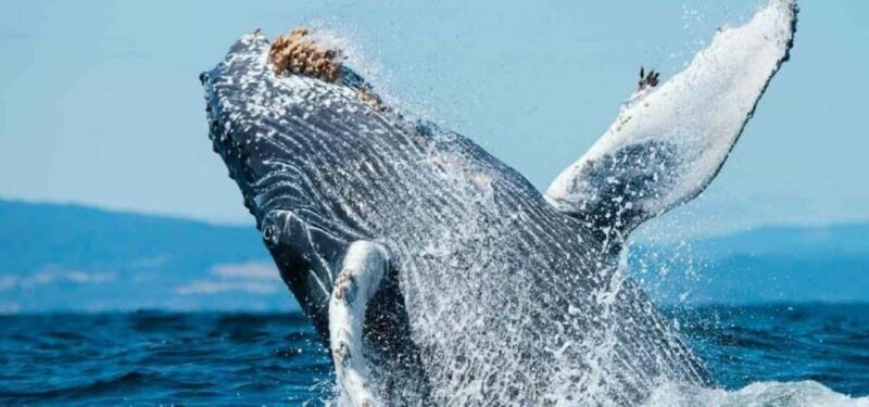 Puerto Vallarta: Whale Watching Beach Bay - What’s Included and How It Works