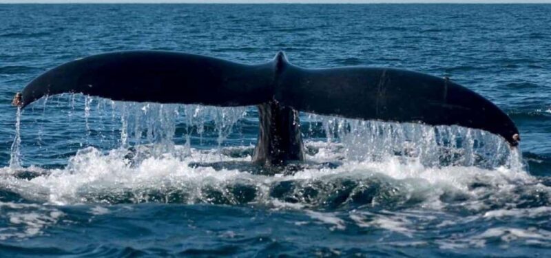 Puerto Vallarta: Whale Watching Beach Bay - The Marine Environment and Education