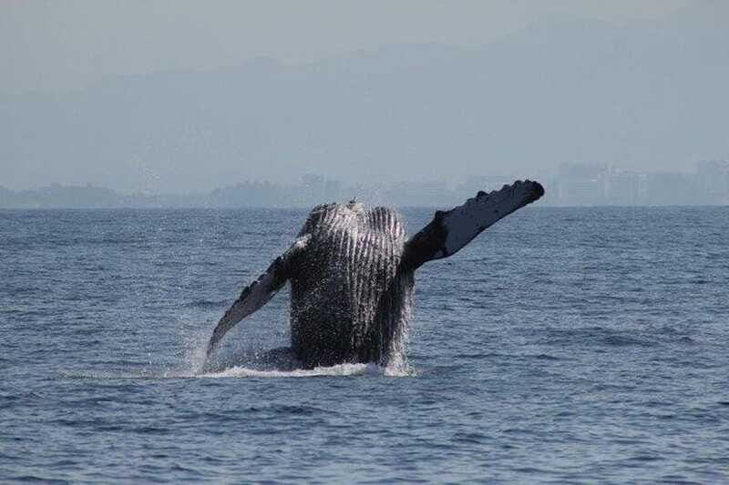 Puerto Vallarta: Whale Watching Beach Bay - Practical Details and Tips