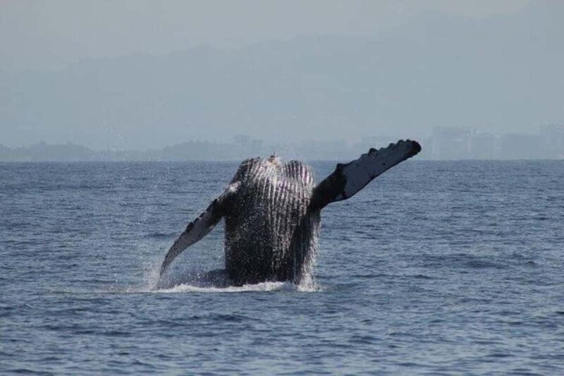 Puerto Vallarta: Whale Watching Beach Bay - Who Is This Tour For?