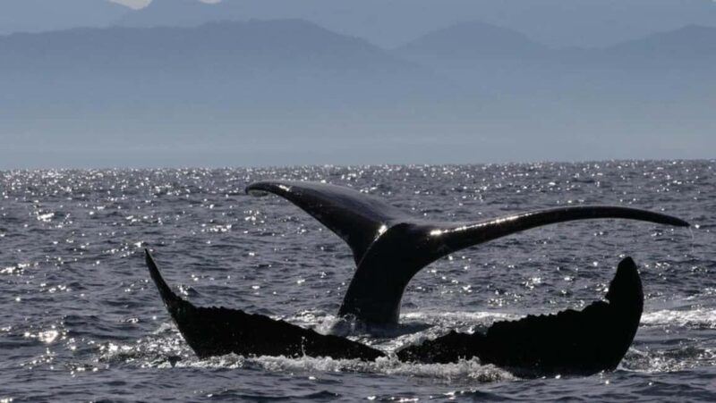 Puerto Vallarta: Whale Watching Encounter - Introduction
