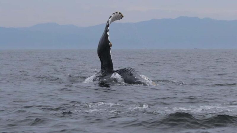 Puerto Vallarta: Whale Watching Encounter - Key Points
