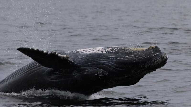 Puerto Vallarta: Whale Watching Encounter - What Travelers Say