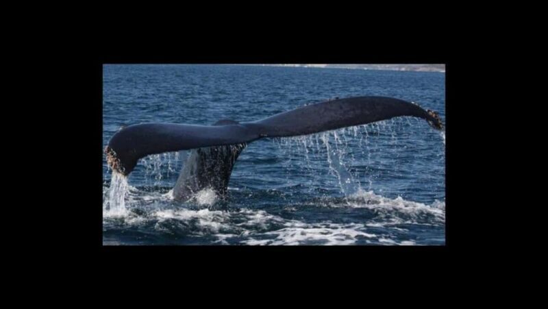 Puerto Vallarta: Whale Watching Encounter - The Cost and Value