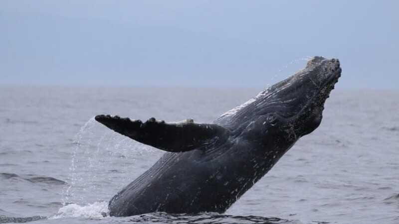 Puerto Vallarta: Whale Watching Encounter - Logistics and Practical Tips