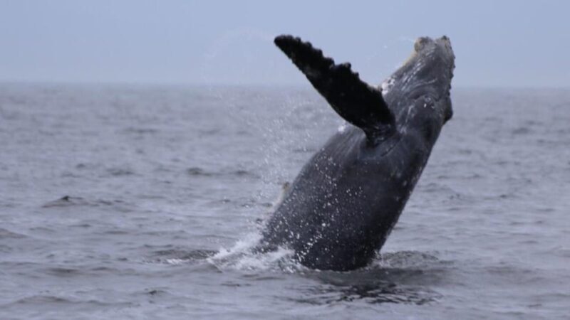 Puerto Vallarta: Whale Watching Encounter - Final Thoughts