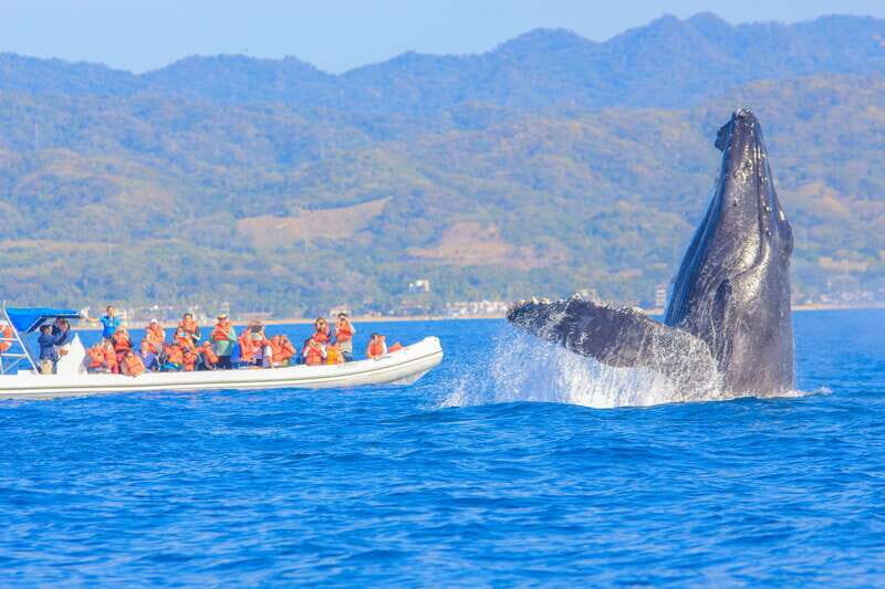 Puerto Vallarta: Whale Watching Photo Safari - The Experience of Whale Watching in Banderas Bay