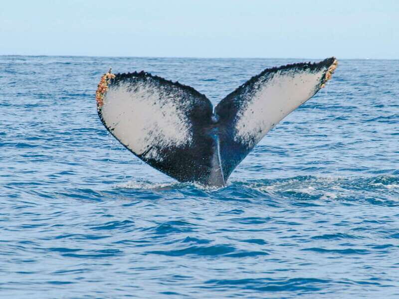 Puerto Vallarta: Whale Watching Photo Safari - The Practical Details: What’s Included and What’s Not