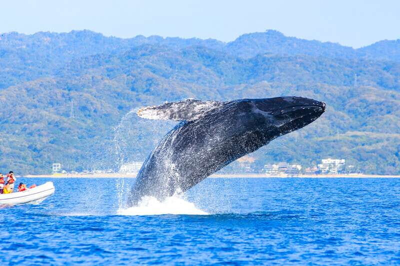 Puerto Vallarta: Whale Watching Photo Safari - Final Thoughts