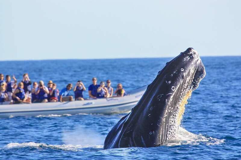 Puerto Vallarta: Whale Watching Photo Safari - FAQ