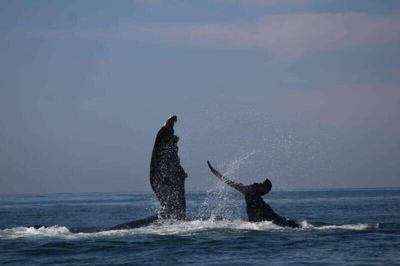 Puerto Vallarta: Whale watching - Final Thoughts