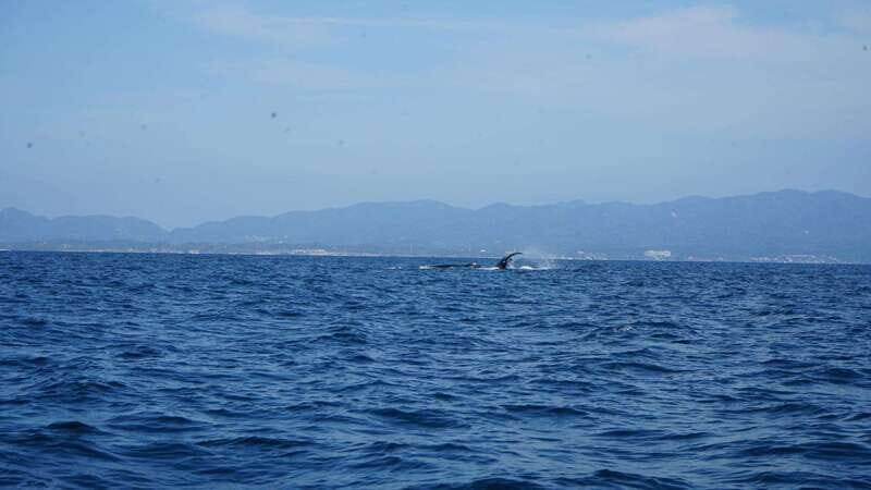 Puerto Vallarta: Whale Watching with Guide - Puerto Vallarta: Whale Watching with Guide — A Detailed Look