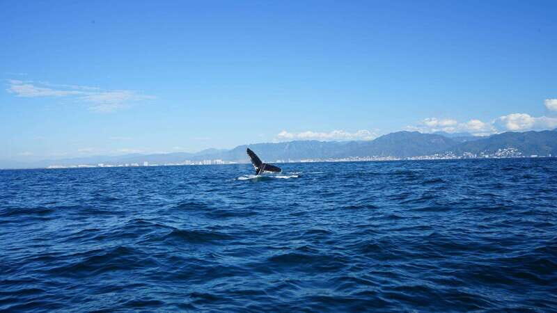 Puerto Vallarta: Whale Watching with Guide - Who Should Book This Tour?