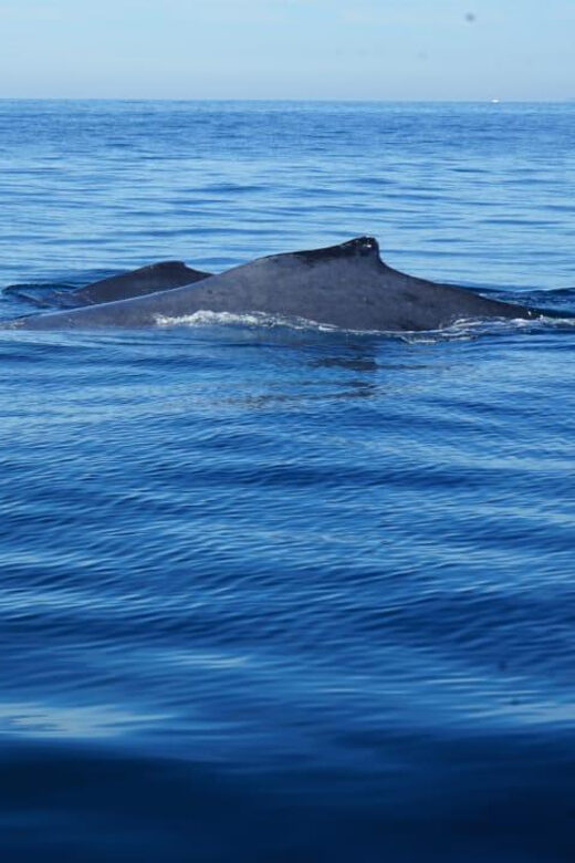 Puerto Vallarta: Whale Watching with Guide - Frequently Asked Questions