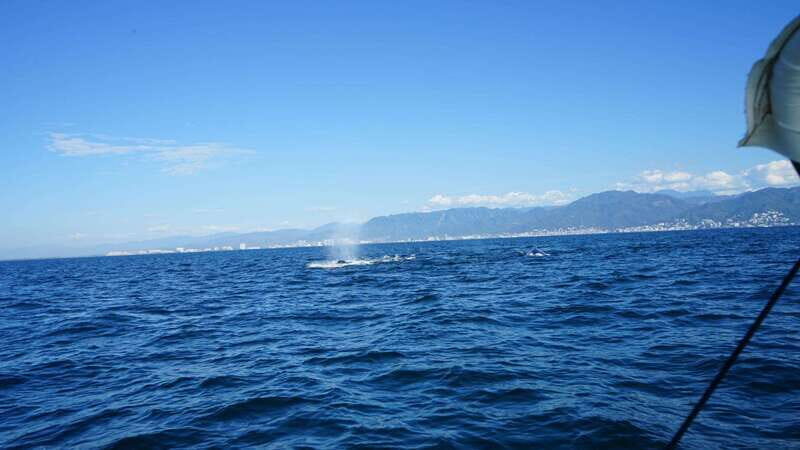 Puerto Vallarta: Whale Watching with Guide - Final Thoughts