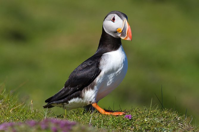 Puffin and Volcano Tour with Ebbi - What Makes This Tour Different