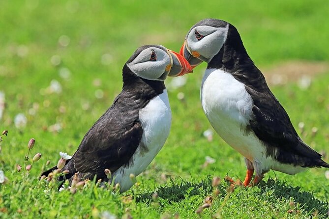 Puffin and Volcano Tour with Ebbi - Value Assessment: Is It Worth $114.88?