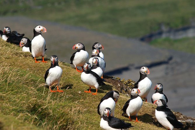 Puffin and Volcano Tour with Ebbi - Important Practical Details