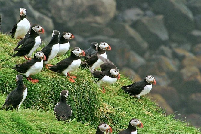 Puffin and Volcano Tour with Ebbi - Potential Limitations to Consider