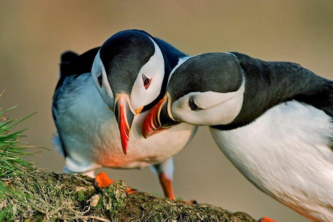 Puffin Cruise with Expert Tour Guide from Reykjavik - What to Expect from This Puffin Cruise