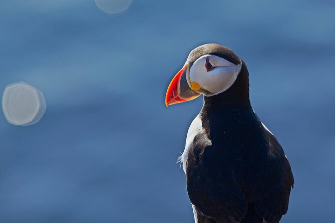 Puffin Cruise with Expert Tour Guide from Reykjavik - Final Thoughts