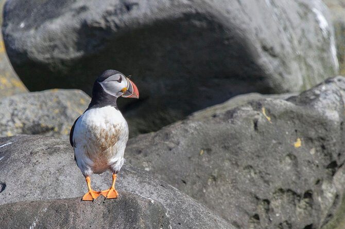 Puffin Cruise with Expert Tour Guide from Reykjavik - FAQ