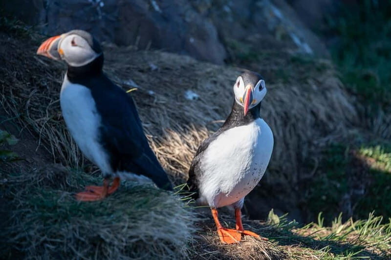 Puffin & Gufufoss Waterfall Tour from Seydisfjordur Port - FAQ