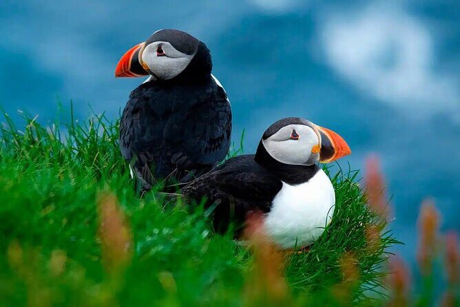 Puffin Safari Boat Tour - A Deep Dive into the Experience
