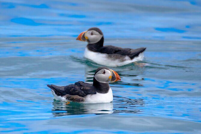 Puffin Watching Speedboat Express - Key Points