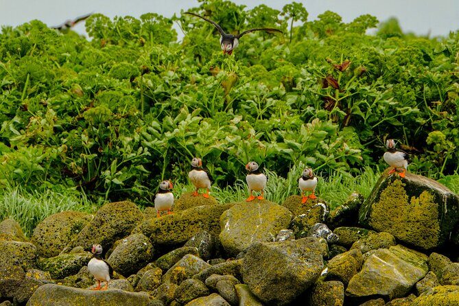 Puffin Watching Speedboat Express - Who Should Consider This Tour?