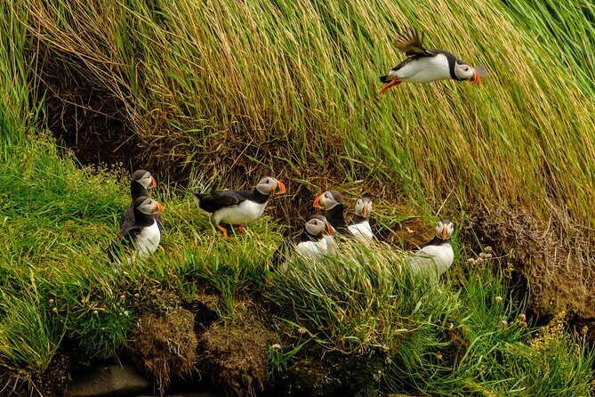 Puffin Watching Speedboat Express - FAQs